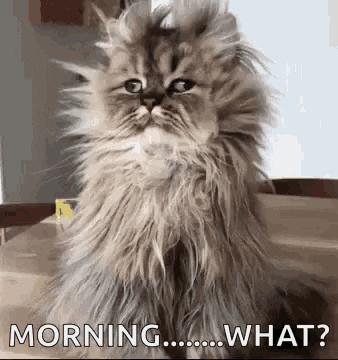 Mornings
